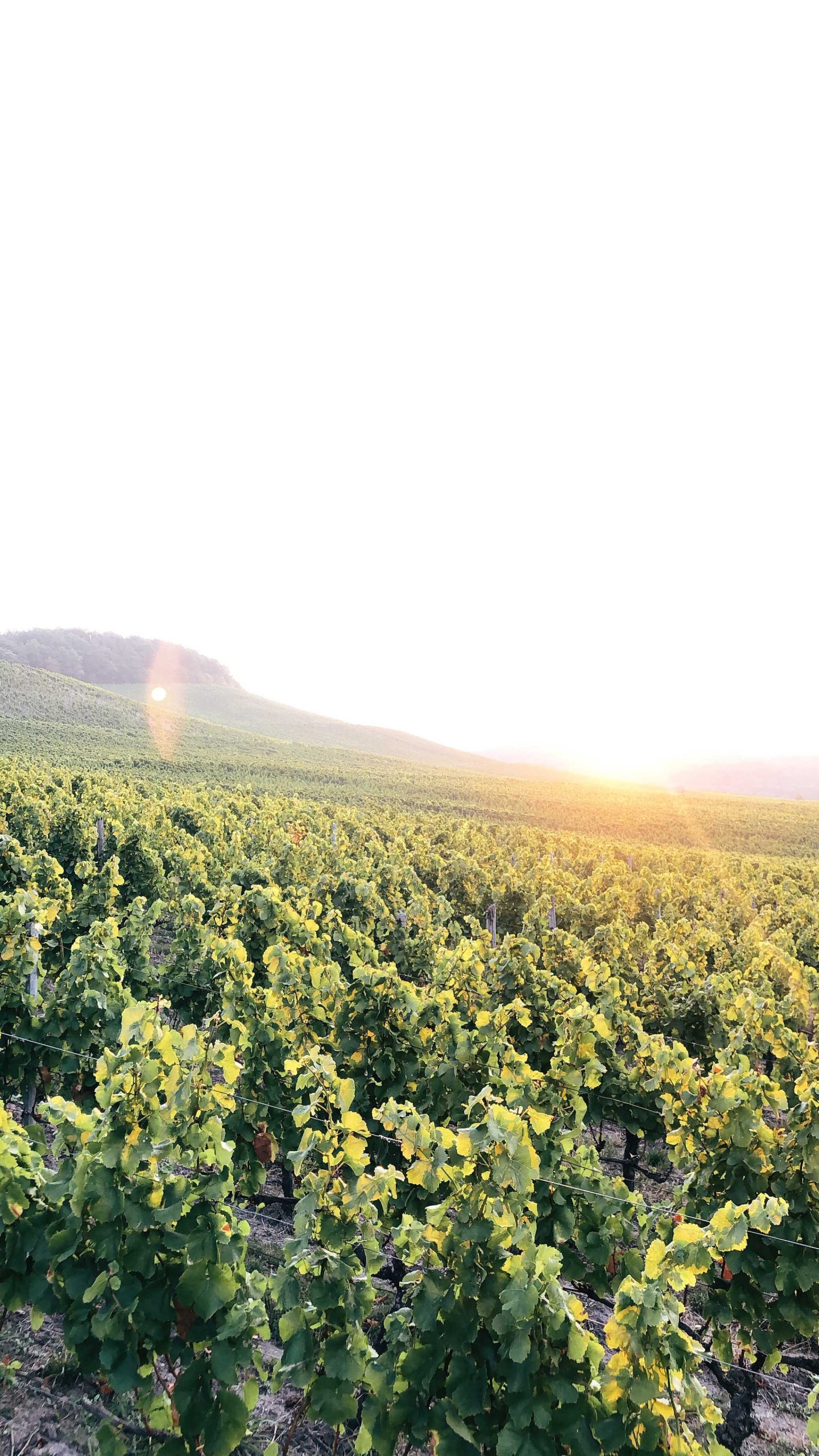 Andi Weigand, Weingut Weigand Weinreben