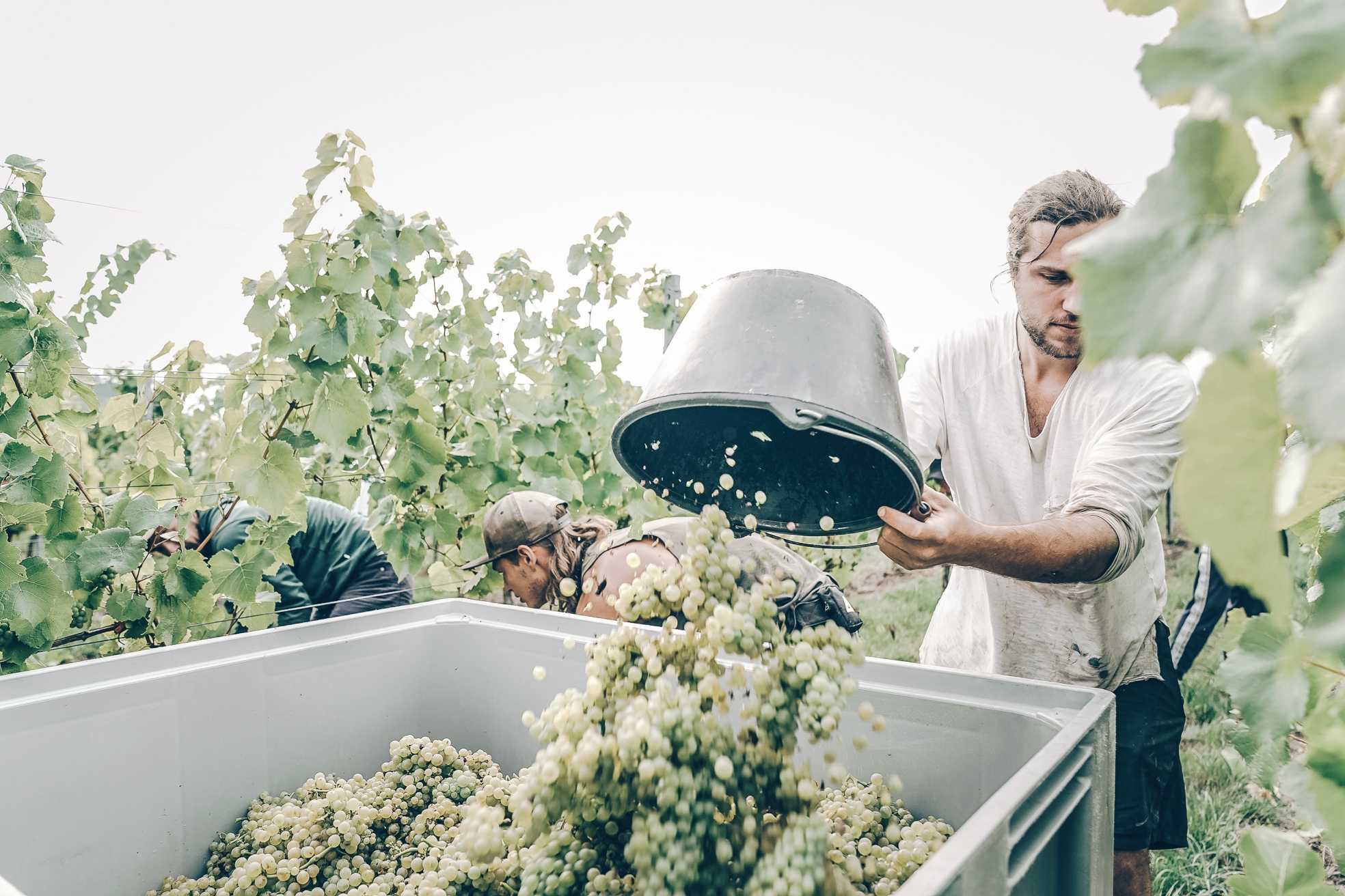 Andi Weigand, Weingut Weigand im Weingarten