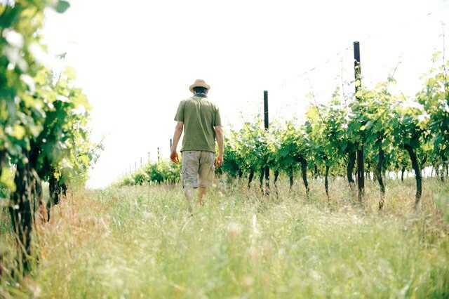 michael gindl mg vom sol wines in the vineyard