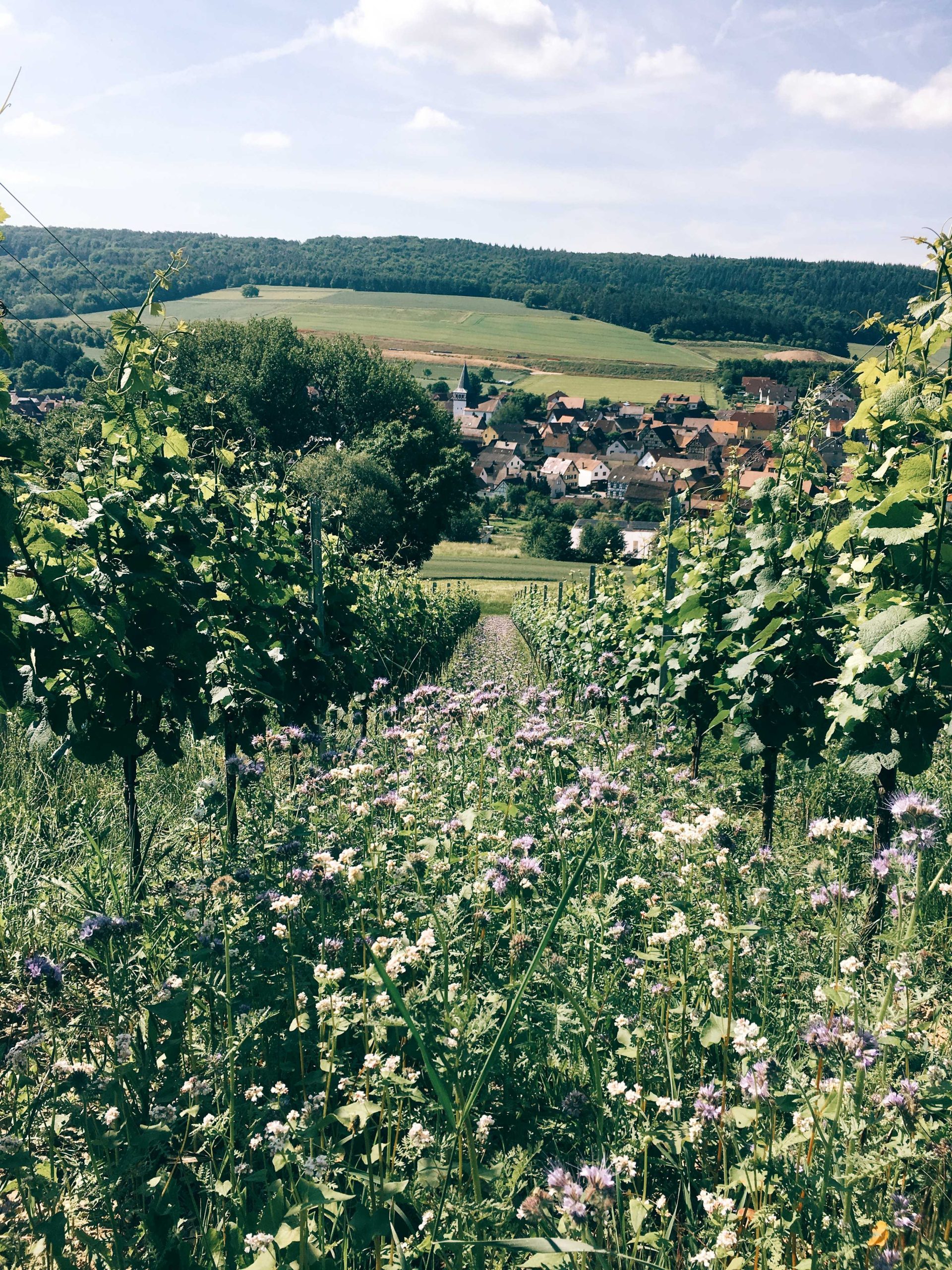 Max sein Wein Vineyard