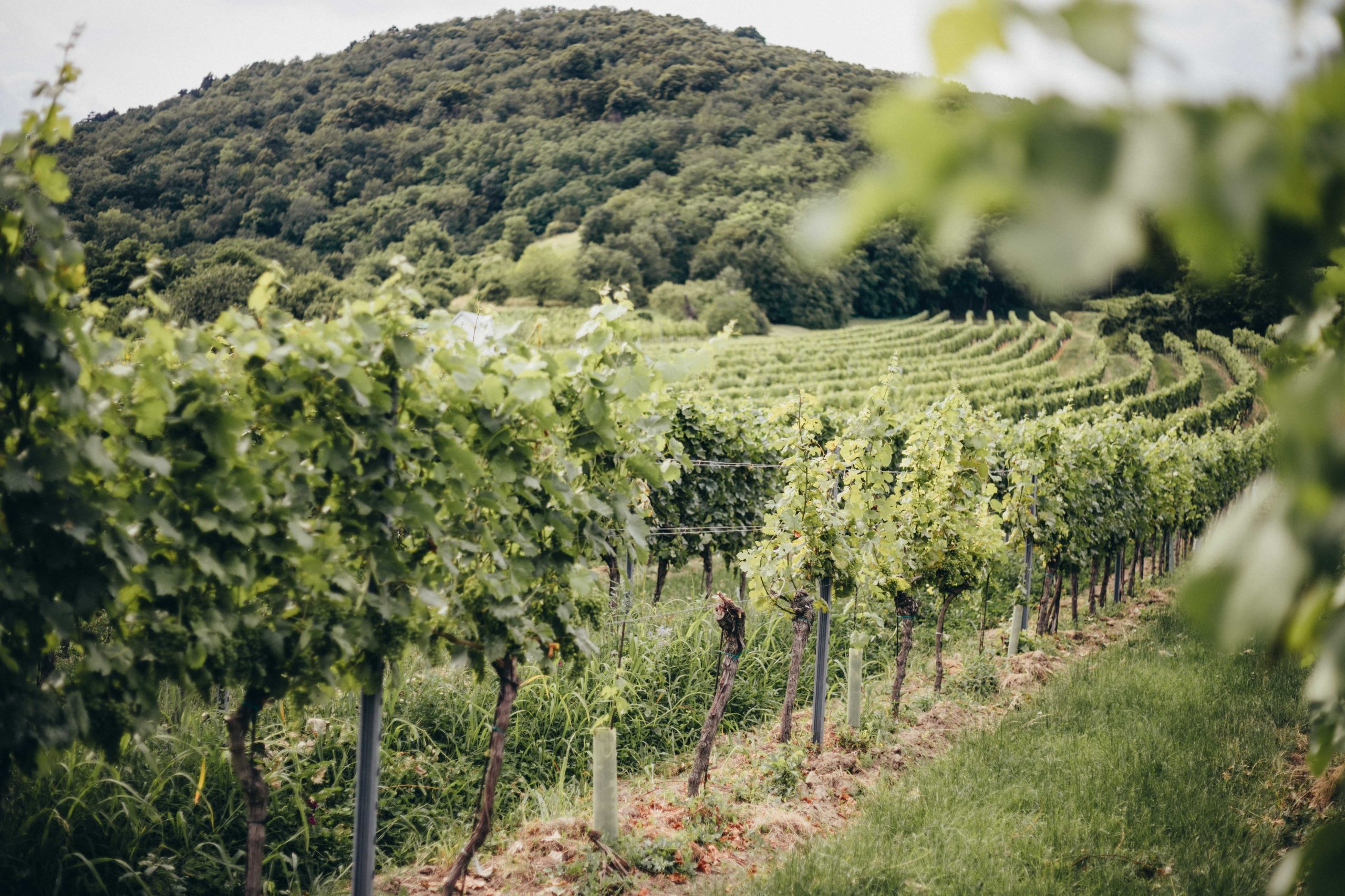 michaela riedmüller wein weinberge