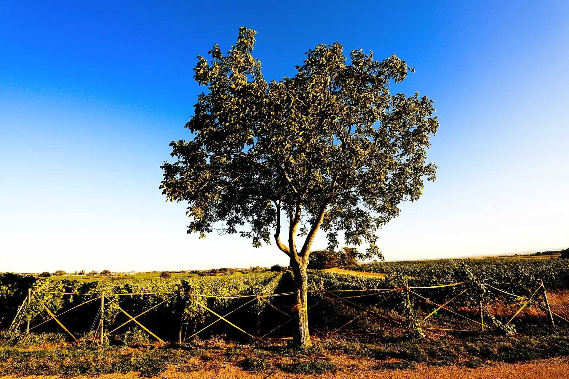 joiseph weingut rebberge