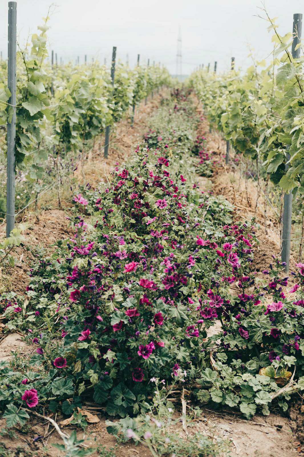 Alanna LaGamba Vin de LaGamba im Weingarten