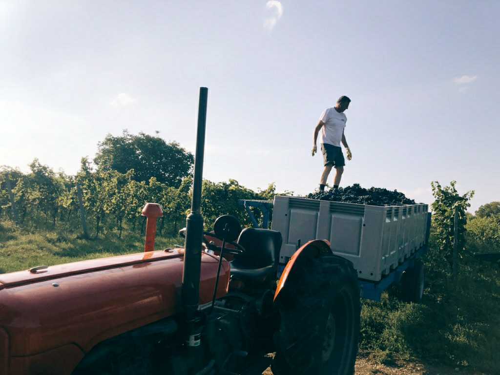 Harvest at the rennersistas