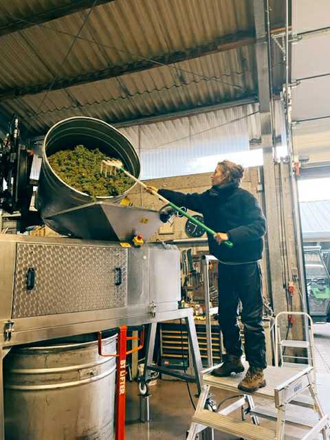 Pauline Baumberger processing grapes