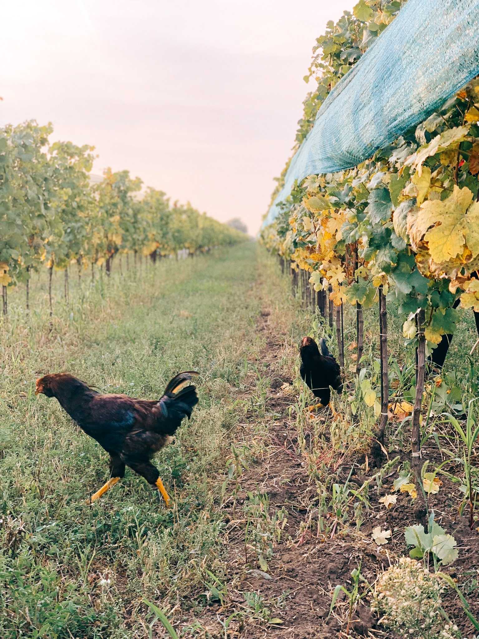 Hühner im Weingarten