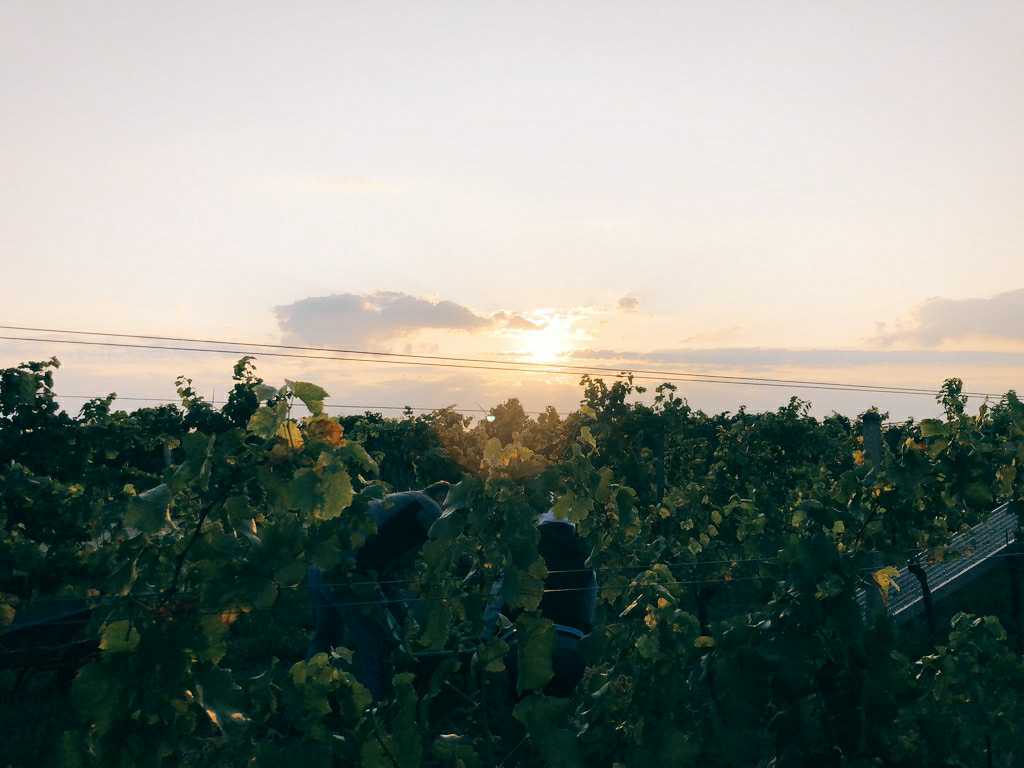 Healthy vineyard, natural wine