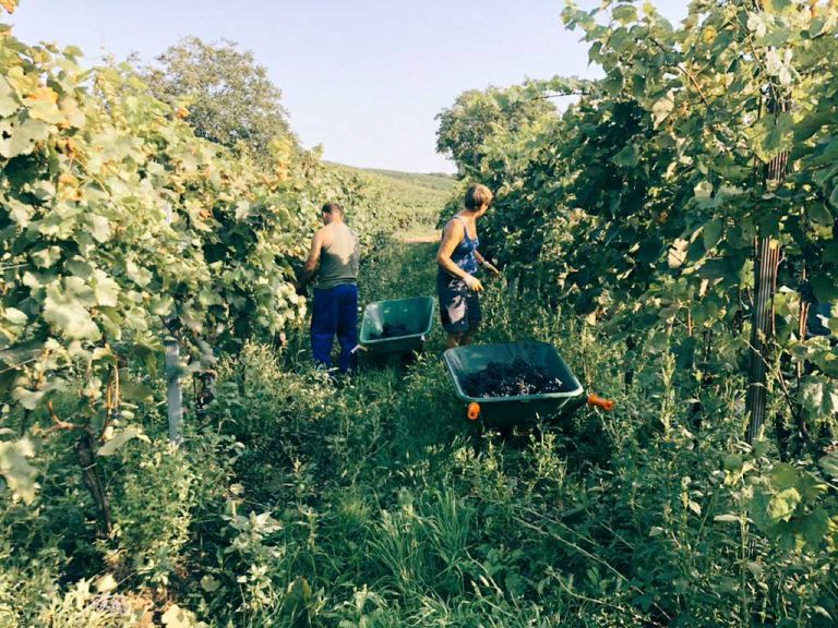 Updates aus dem Weingarten - Ernte mit Piri