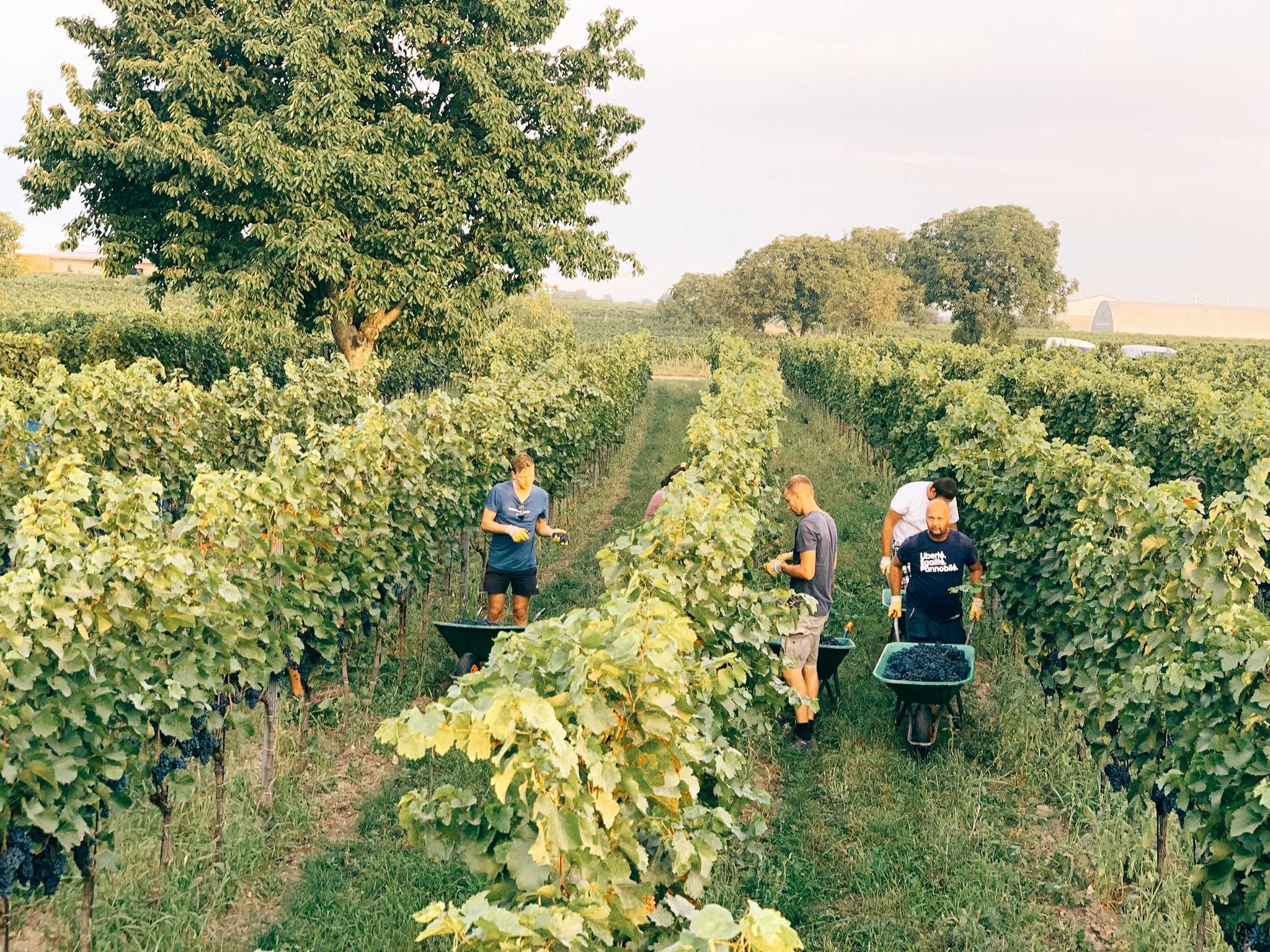 Harvest, Rennersistas