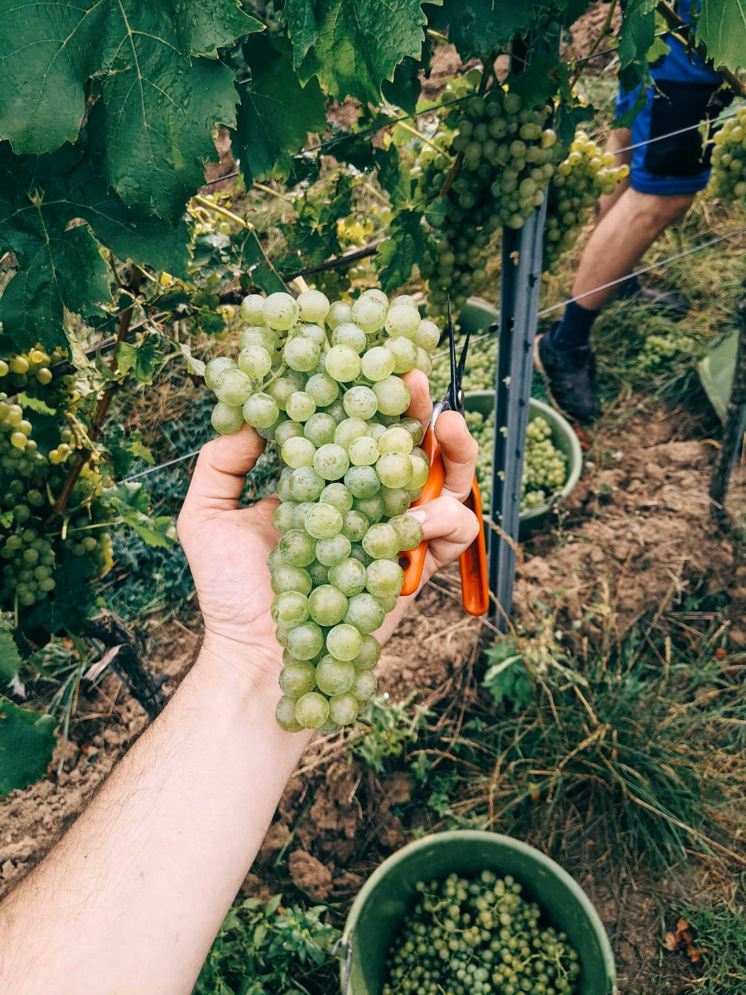 Grapes, Brand Bros Harvest