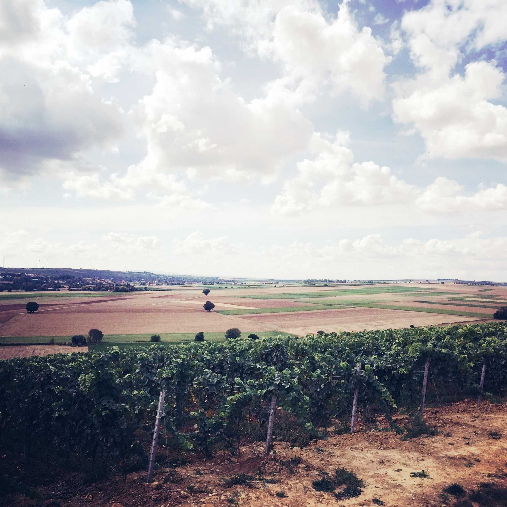 Max Dexheimer Vineyard