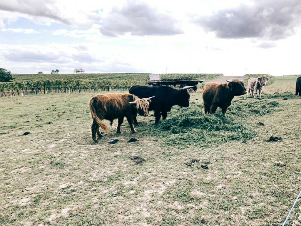 Scottish Highland Cattle at Michael Gindl, natural wine