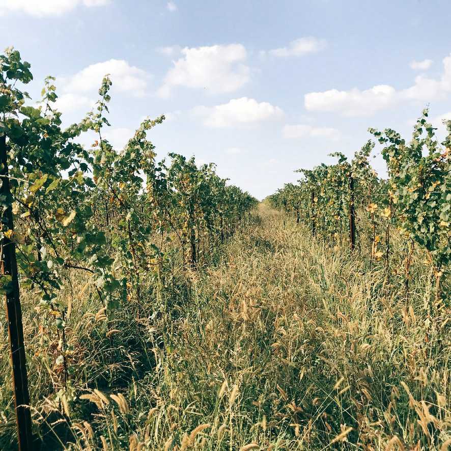 Grüner, wüchsiger Weingarten bei den rennersistas, naturwein