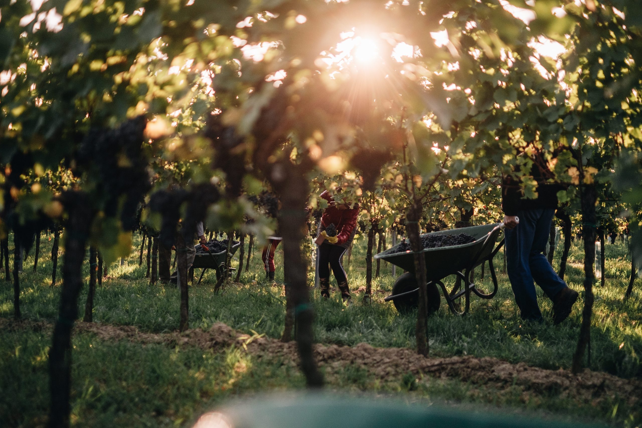 Christina Netzl, Weingut