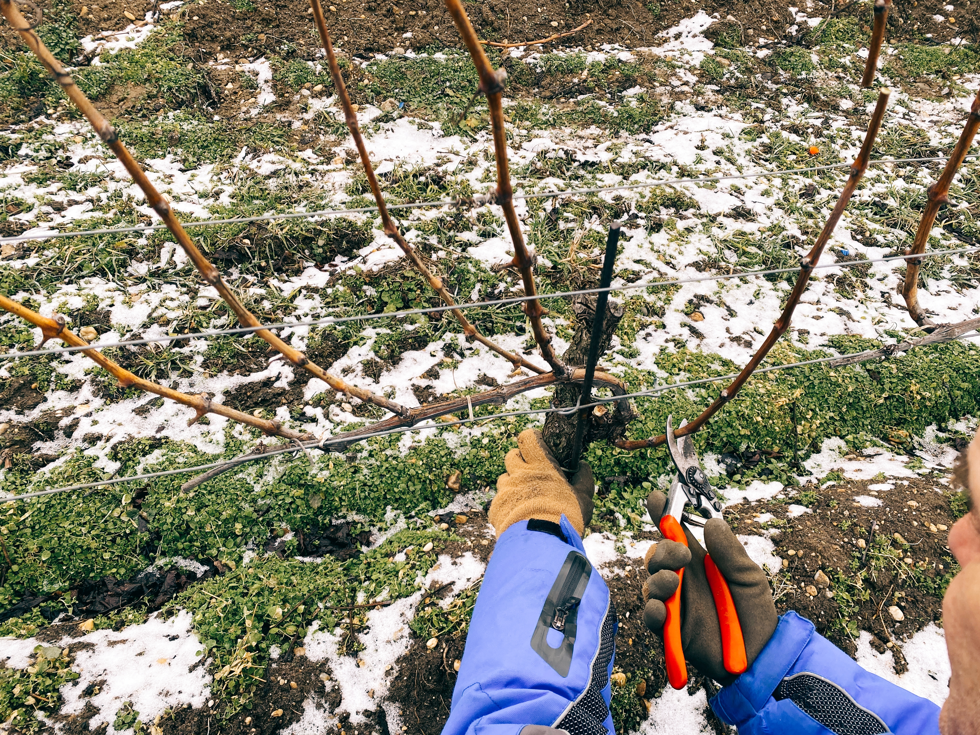 The gentle pruning