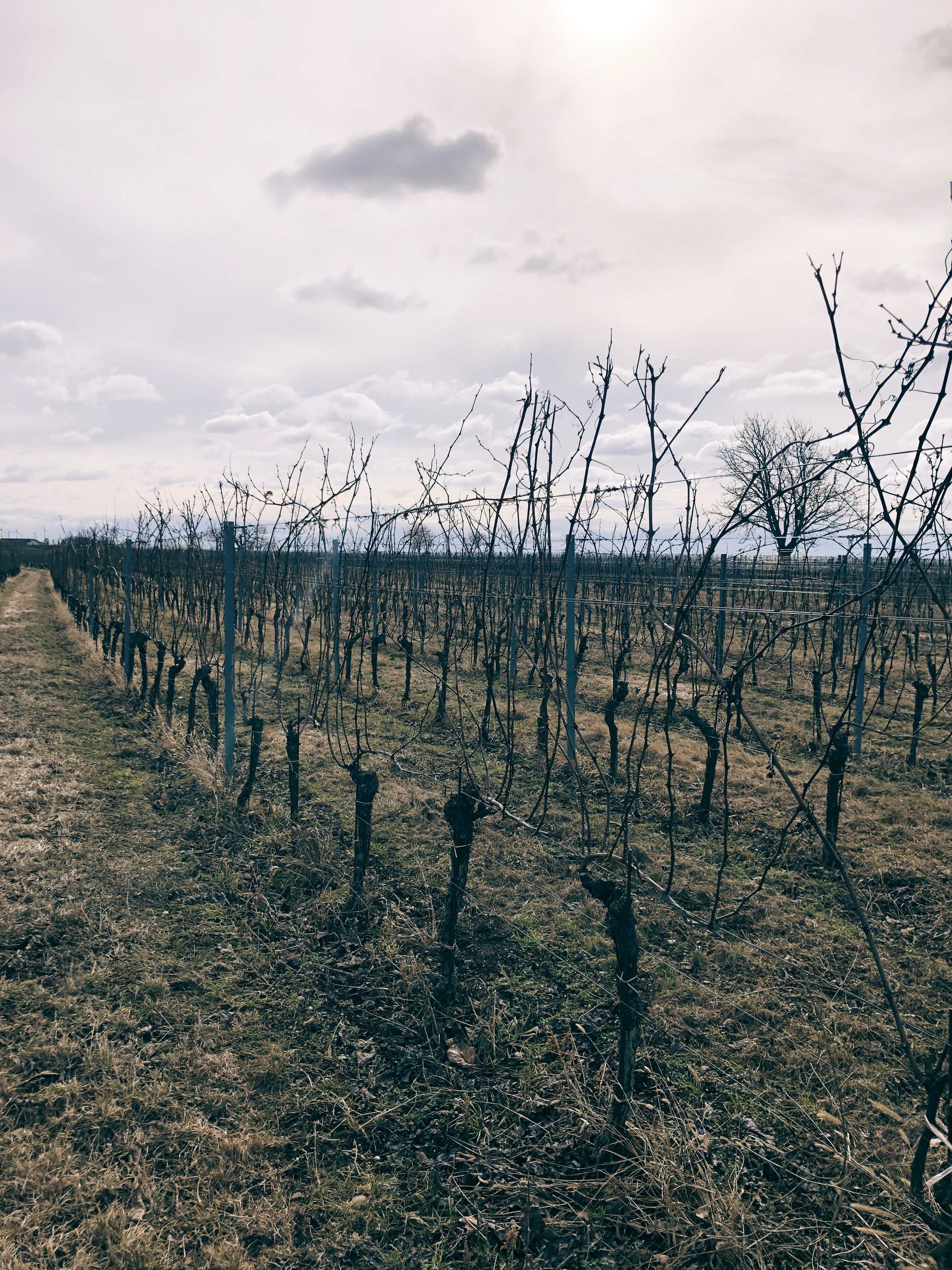 Pruning Claus Preisinger