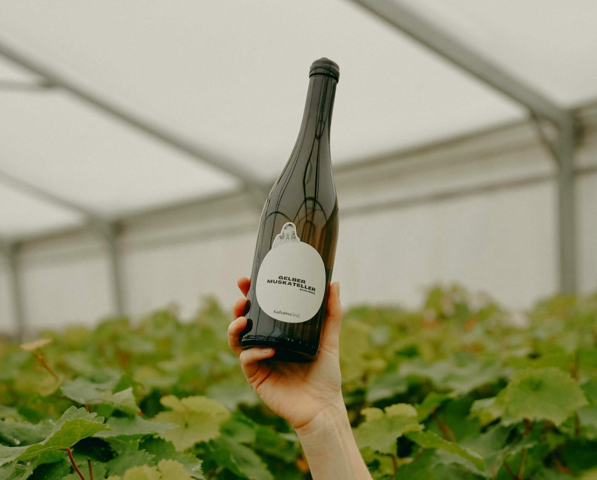 Katharina Gessl, Weine, naturweine