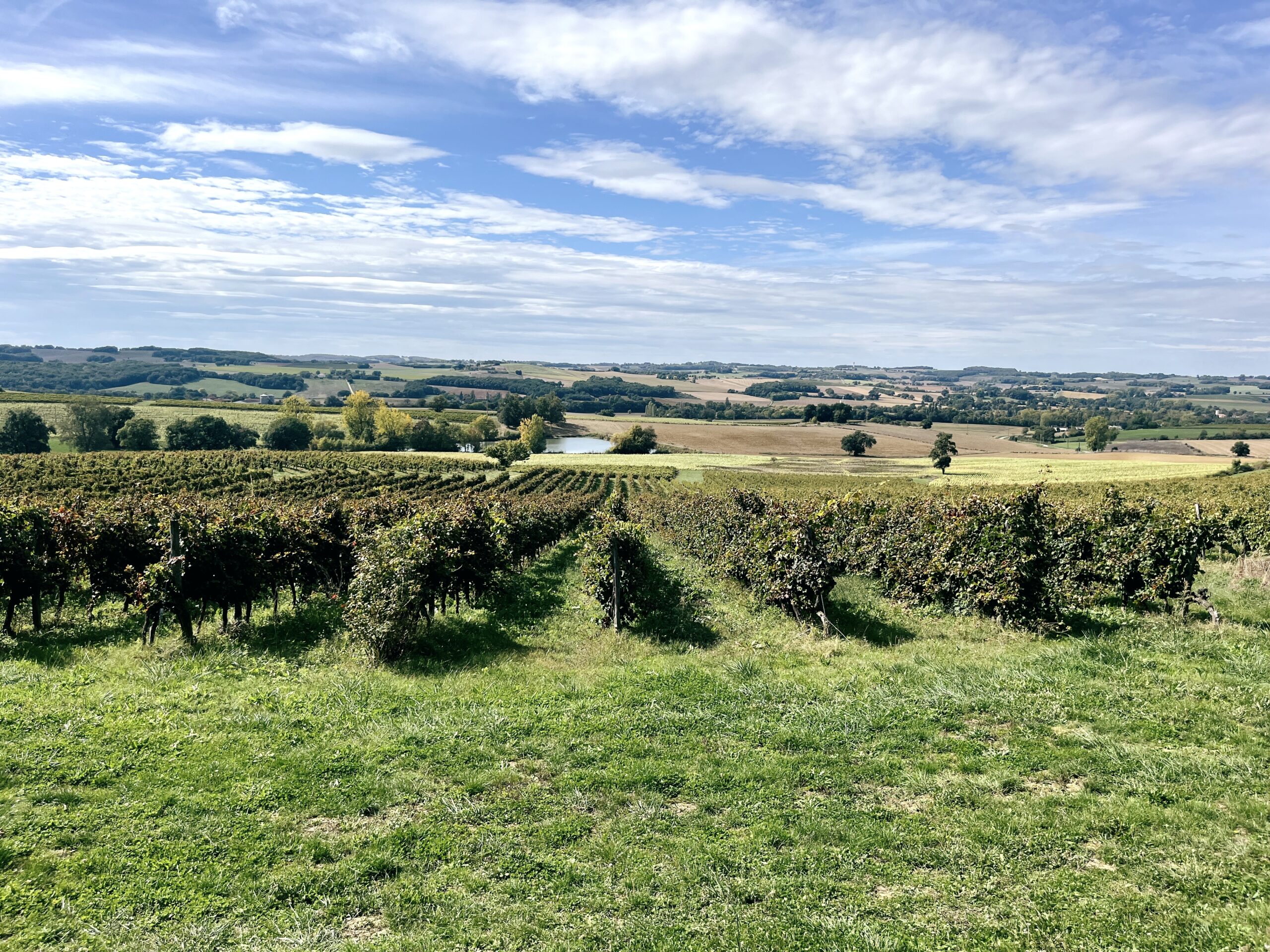 caaaaaaat wines naturwein natural wines