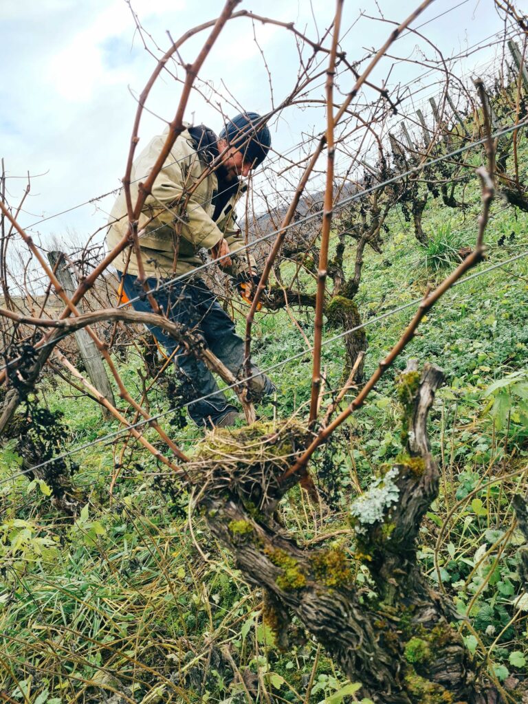 patrice beguet the big bunch theory